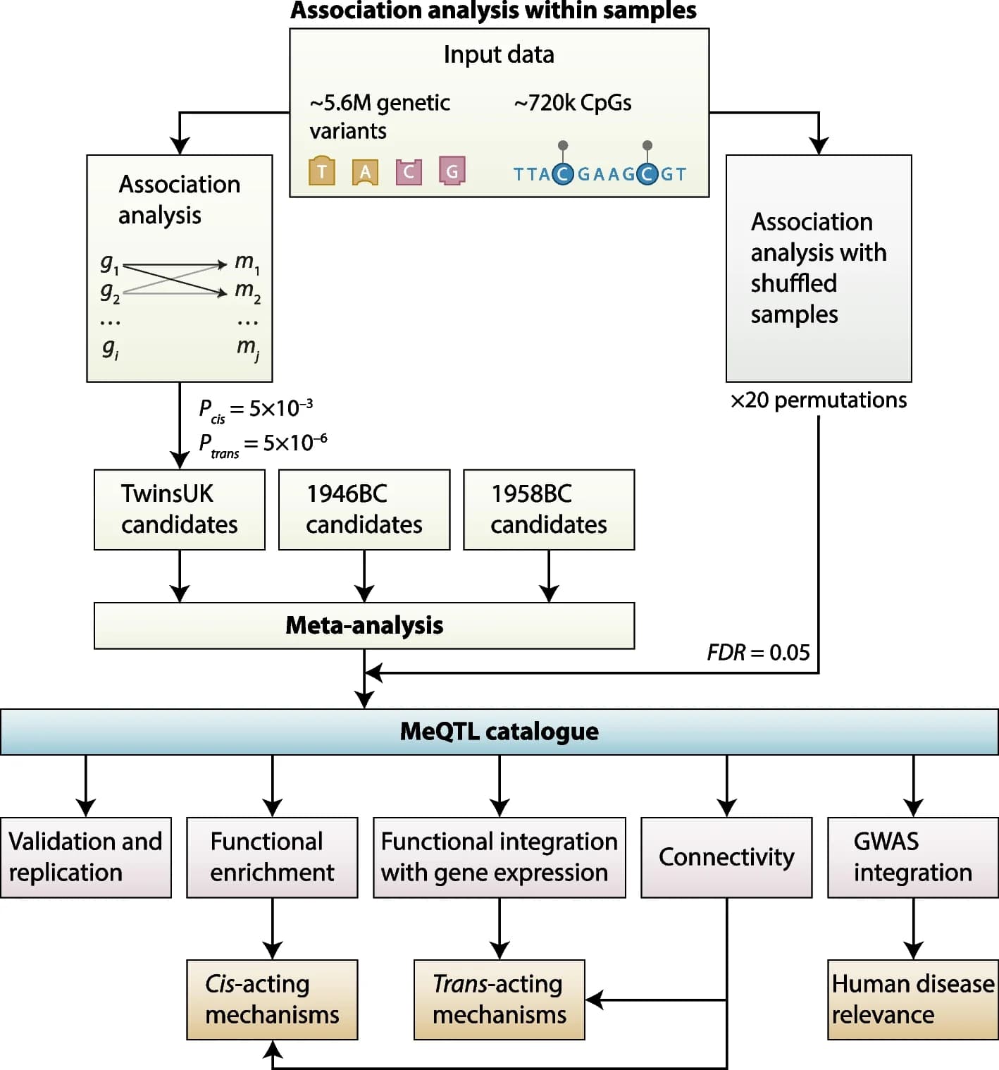 Open access visualization of Workflow, Flowchart, GWAS, DNA Methylation, EPIC array