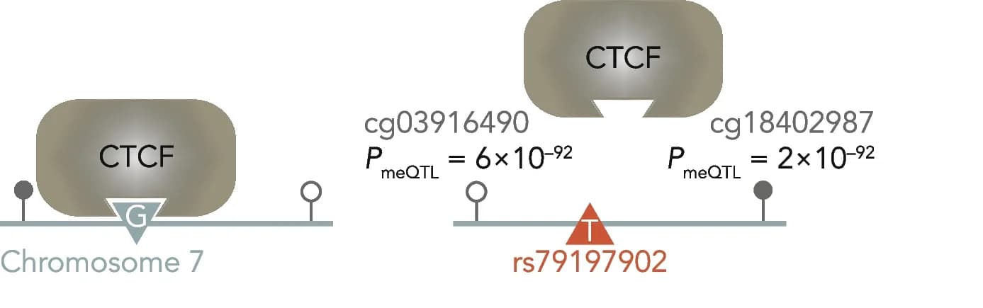Open access visualization of Illustration, cis-meQTL, TFBS, CTCF binding site, Genetic variant