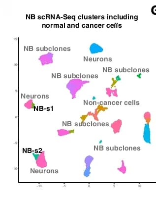 Open access visualization of Scatter Plot, UMAP, scRNA-seq, Neuroblastoma, NB-s1