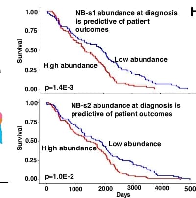 Open access visualization of Survival Curve, SQUID, NB-s1, NB-s2, TARGET