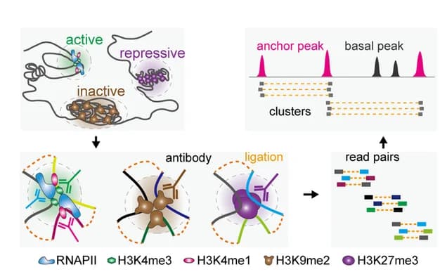 Open access visualization of Workflow, Illustration, ChIA-PET, Chromatin, ChIP enrichment