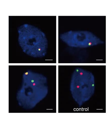 Open access visualization of Microscopy, DNA FISH, Nuclei, DNA