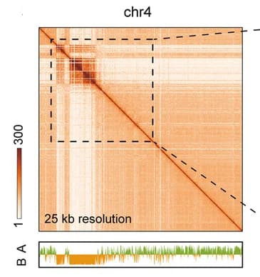 Open access visualization of Heatmap, Line Plot, ChIA-PET, Heatmaps, Chromosome 4