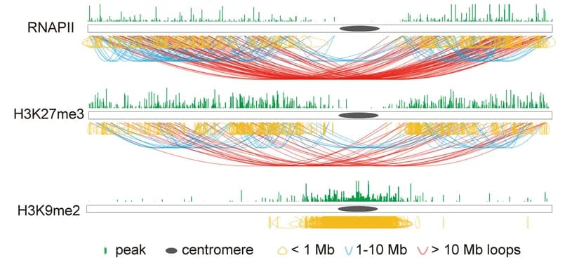 Open access visualization of Network, Bar Plot, Line Plot, Intrachromosomal Interactions, RNAPII