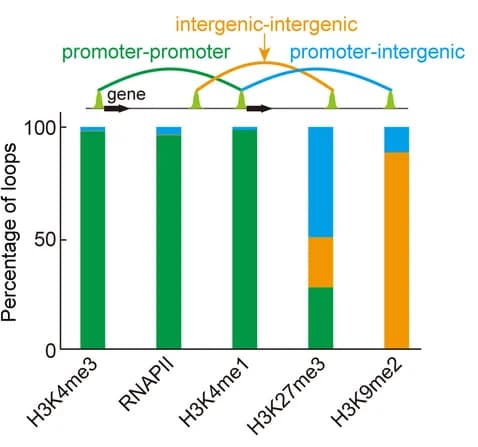 Open access visualization of Stacked Bar Plot, Promoter-Promoter Interactions, Intergenic-Intergenic Interactions, Promoter-Intergenic Interactions, Transcription Start Site
