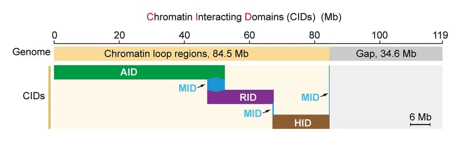 Open access visualization of Bar Plot, Chromatin Interacting Domains, CIDs, Arabidopsis Genome, AID