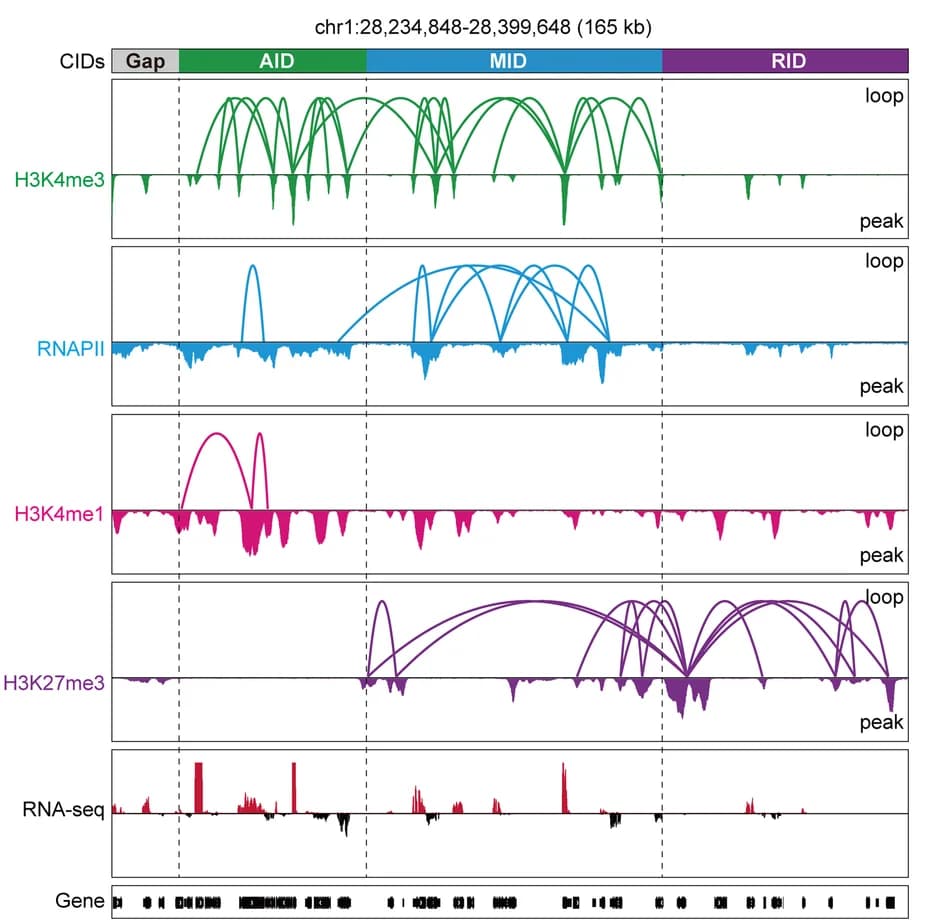 Open access visualization of Line Plot, Chromatin Interacting Domains, CIDs, Chromatin Loops, Histone Modifications