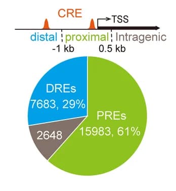 Open access visualization of Pie Chart, CREs, ATAC-seq, Genomic Regions, Proximal cis-regulatory elements