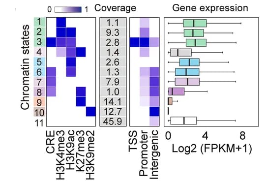 Open access visualization of Heatmap, Box Plot, Chromatin States, Emission Probability, Genome Coverage