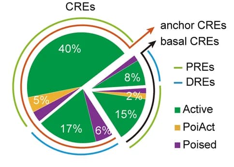 Open access visualization of Pie Chart, Donut Chart, PREs, DREs, Chromatin Interactions