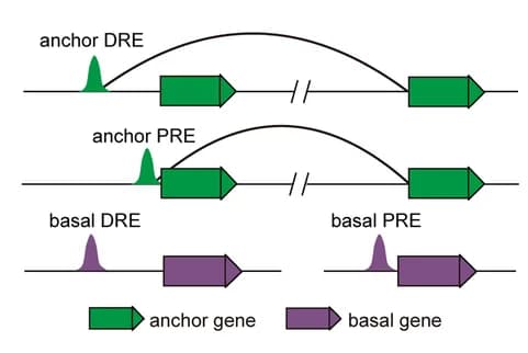 Open access visualization of Illustration, Workflow, Cis-regulatory elements, CREs, Anchor DRE model