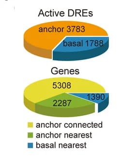 Open access visualization of Pie Chart, Active DREs, Genes, Chromatin interactions