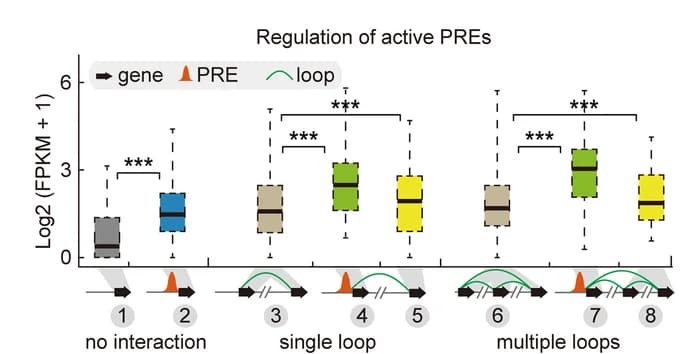 Open access visualization of Box Plot, Boxplots, Expression levels, Active PREs, Nearest basal genes