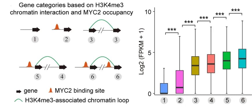Open access visualization of Box Plot, Gene Expression, Chromatin Interaction Models, MYC2 Occupancy, Wilcoxon Test