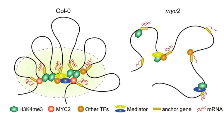 Open access visualization of Illustration, Pathway, MYC2, 3D Genome Organization, Gene Transcription