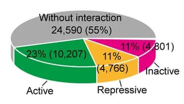 Open access visualization of Pie Chart, SNPs, Chromatin Loops, Traits