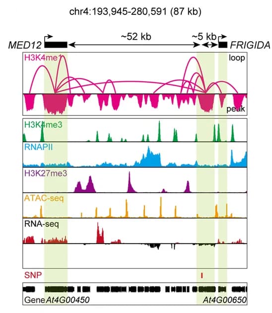 Open access visualization of Line Plot, Ridge Plot, Chromatin Interactions, ChIP-seq, ATAC-seq