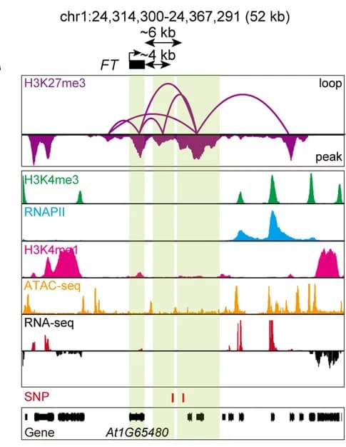 Open access visualization of Line Plot, Density Plot, Chromatin Interactions, ChIP-seq, ATAC-seq