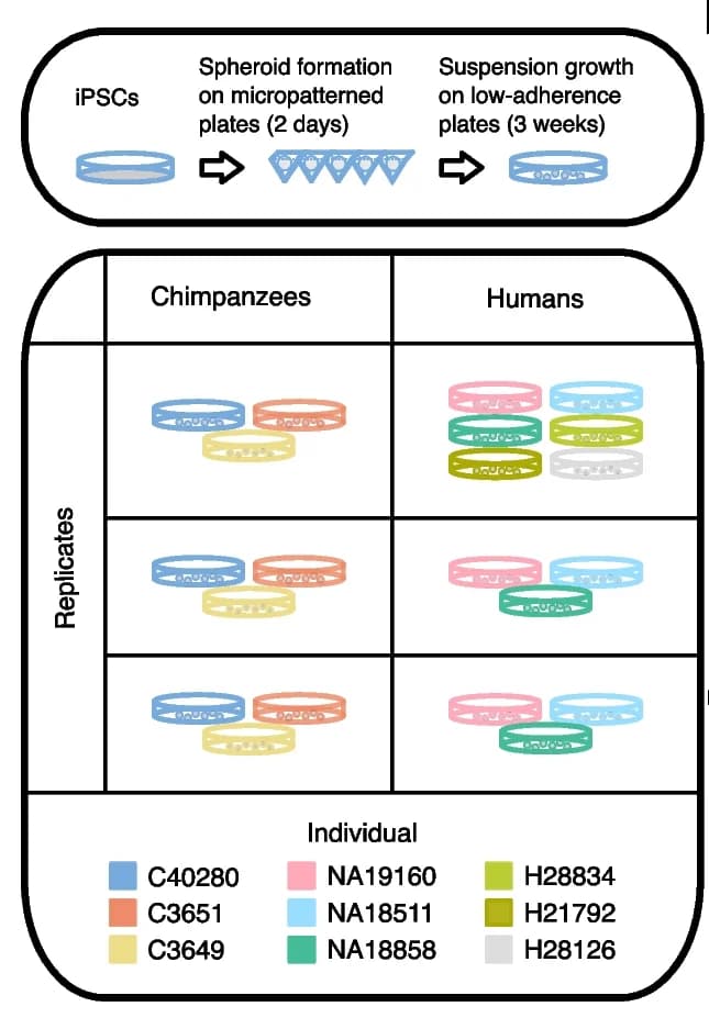 Open access visualization of Workflow, Illustration, Table Image, Experimental Design, Embryoid Bodies