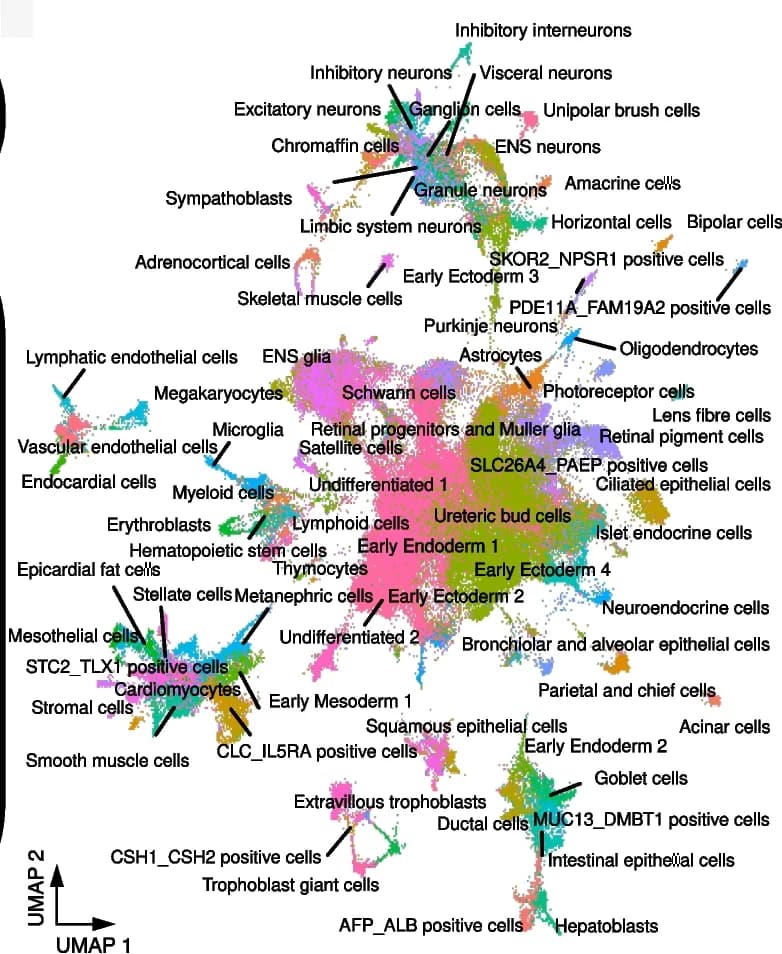 Open access visualization of UMAP, Scatter Plot, UMAP projection, Human Cells, Chimpanzee Cells