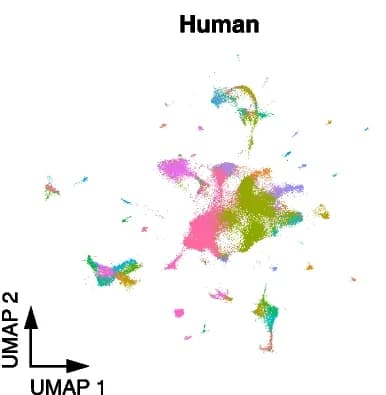 Open access visualization of UMAP, Human Cells