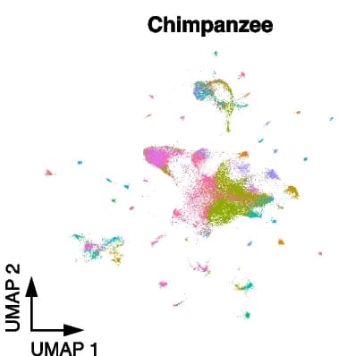 Open access visualization of UMAP, Chimpanzee Cells