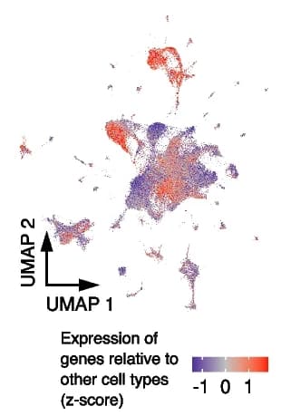 Open access visualization of UMAP, Gene Expression, Cormotif 13, Cell Types, Z-score