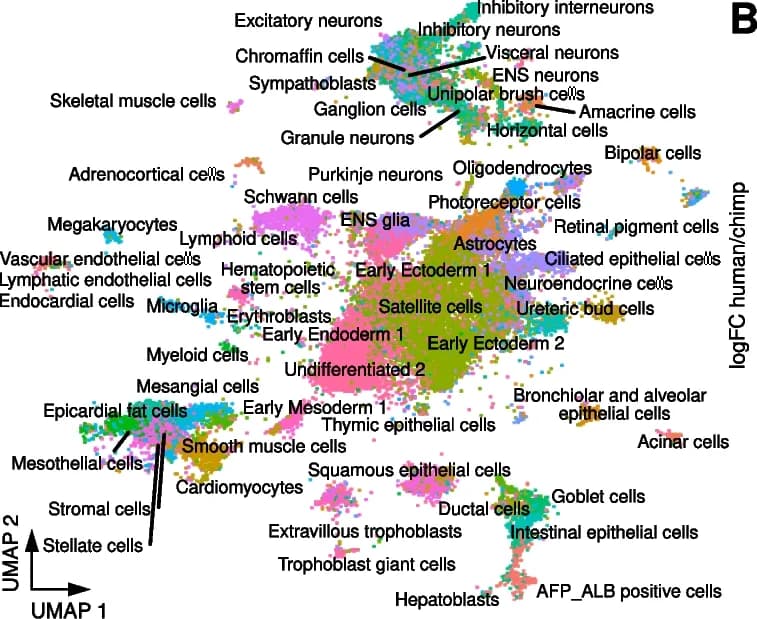 Open access visualization of Scatter Plot, UMAP, Hybrid Cells