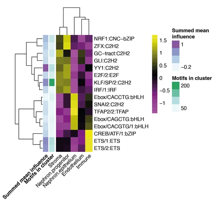 Open access visualization of Heatmap, Clustered, Motif clusters, Cell categories, Influence scores