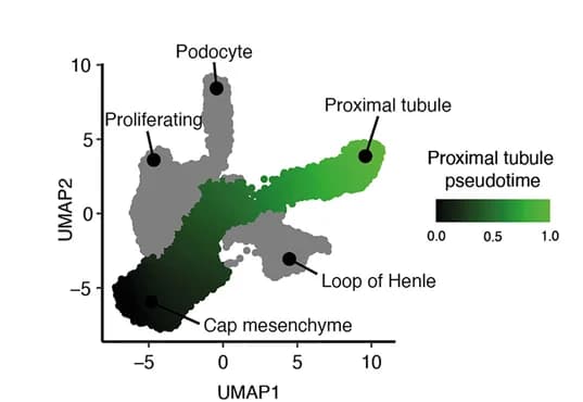 Open access visualization of UMAP, Pseudotime trajectory, Nephron progenitor, Single cells, Fetal kidney