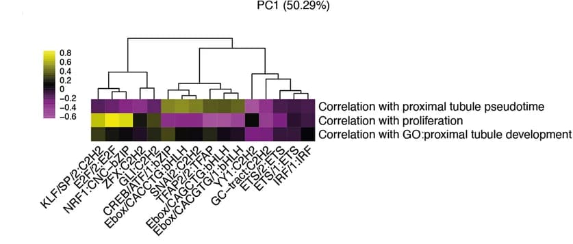 Open access visualization of Heatmap, Clustered, Spearman correlations, Motif influence scores, Pseudotime values