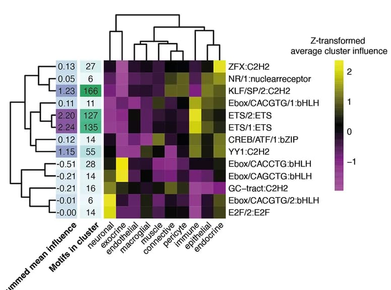 Open access visualization of Heatmap, Clustered, Neural Network, Motif Clusters