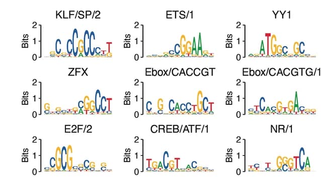 Open access visualization of Illustration, Motif Logos, Motif Clusters