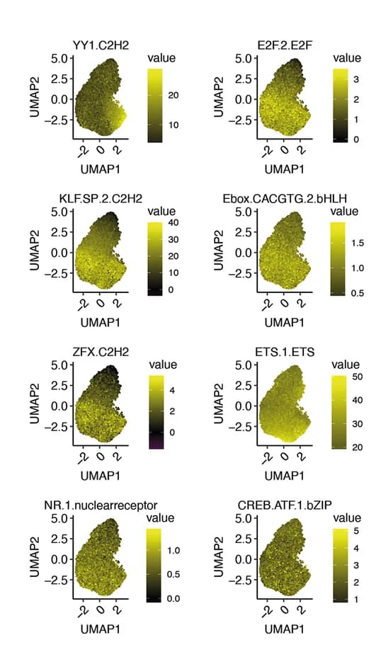 Open access visualization of Scatter Plot, UMAP, Mouse Promoters, Motif Scores, Motif Clusters