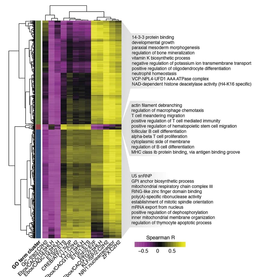Open access visualization of Heatmap, Clustered, Spearman Correlation, GO Terms, Motif Influences
