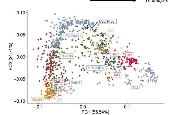 Open access visualization of Scatter Plot, PCA, PCA Plot, Motif Influence Scores, Cells