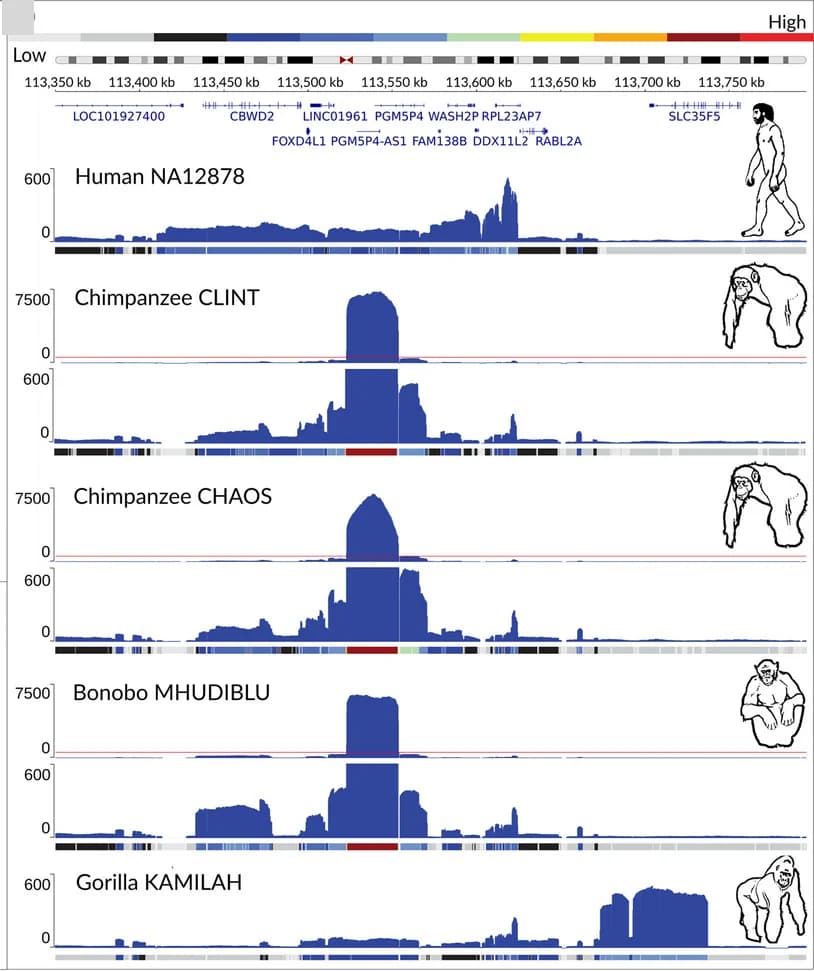 Open access visualization of Line Plot, Depth-of-Coverage Histogram, Whole-Genome Sequencing, CCS Reads, Genomic Regions