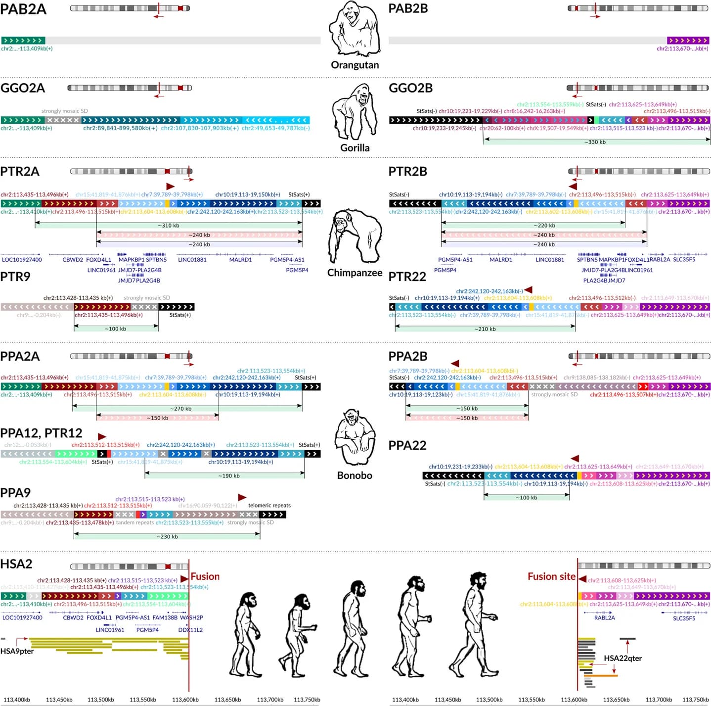 Open access visualization of Illustration, Genome Architecture, HSA2 Fusion Site, Syntenic Genomic Regions, Great Apes