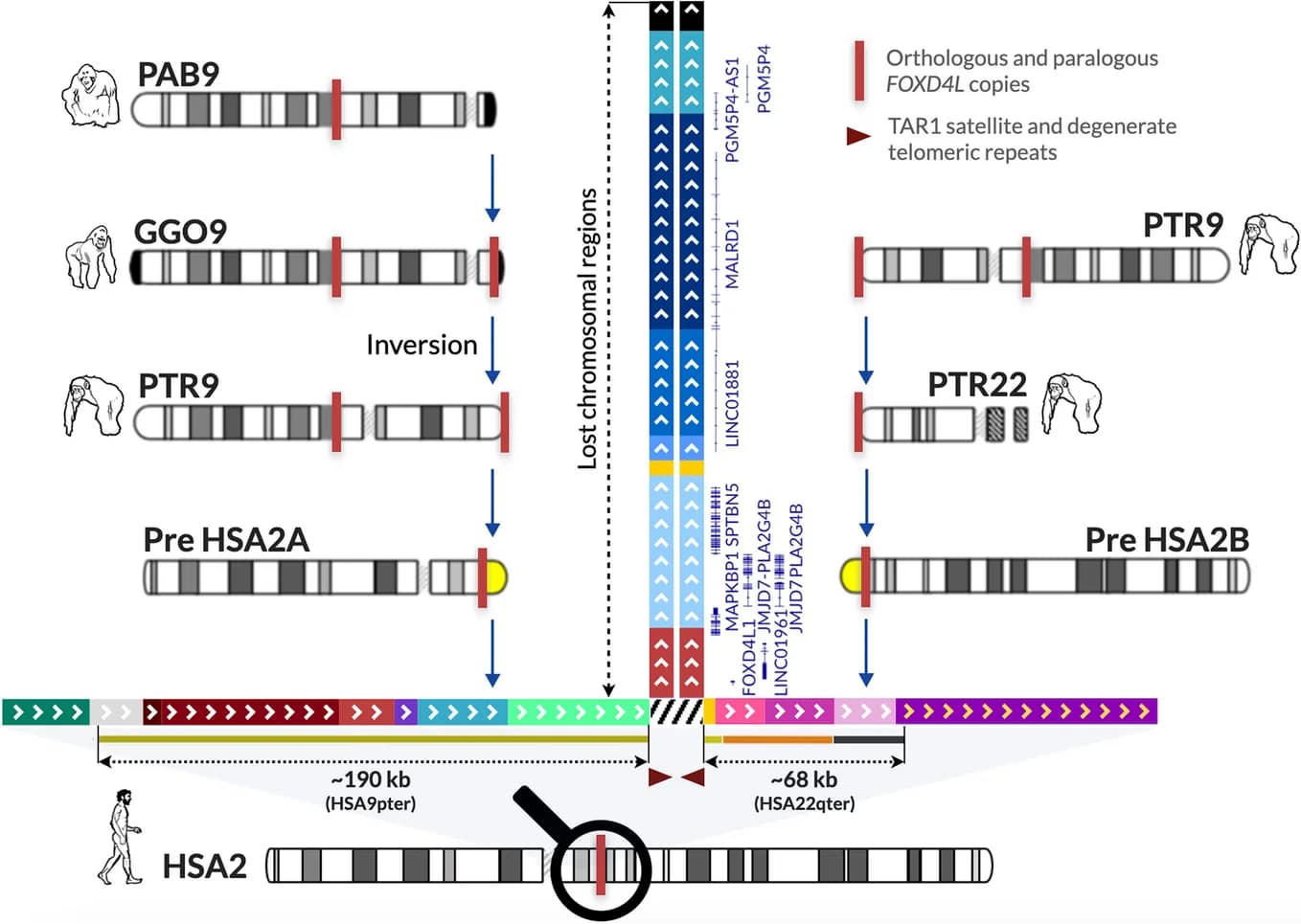 Open access visualization of Illustration, HSA2 fusion, SD-rich subtelomeric sequences, Great Apes chromosomes, Reference genomes