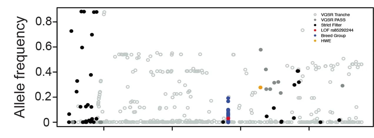 Open access visualization of Scatter Plot, SNVs, CYP1A2, Filtering