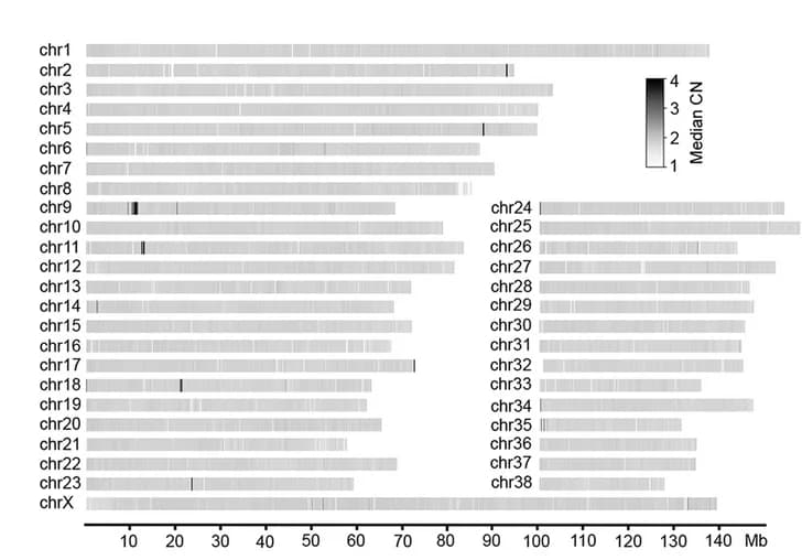 Open access visualization of Heatmap, Copy Number, Duplication, Genome, Chromosome 9