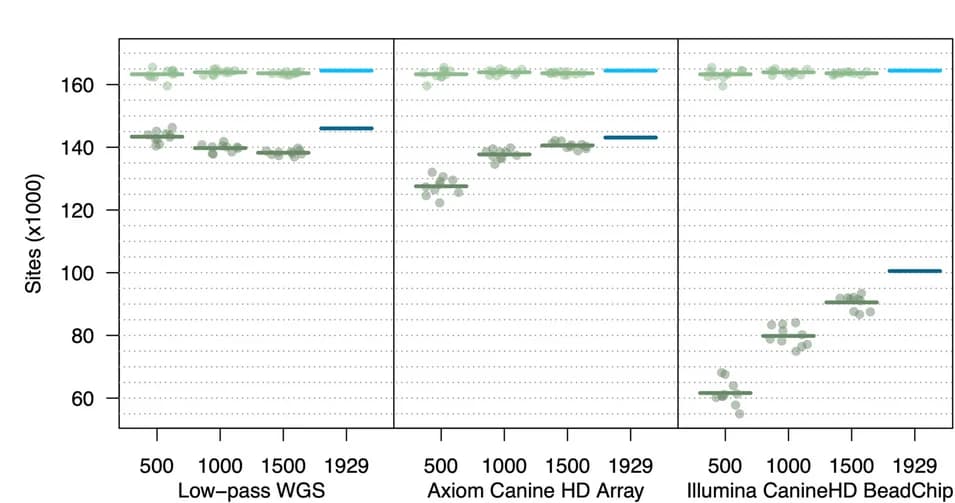 Open access visualization of Scatter Plot, Imputed Variants, Chromosome 38, Reference Panels, Reference MAF