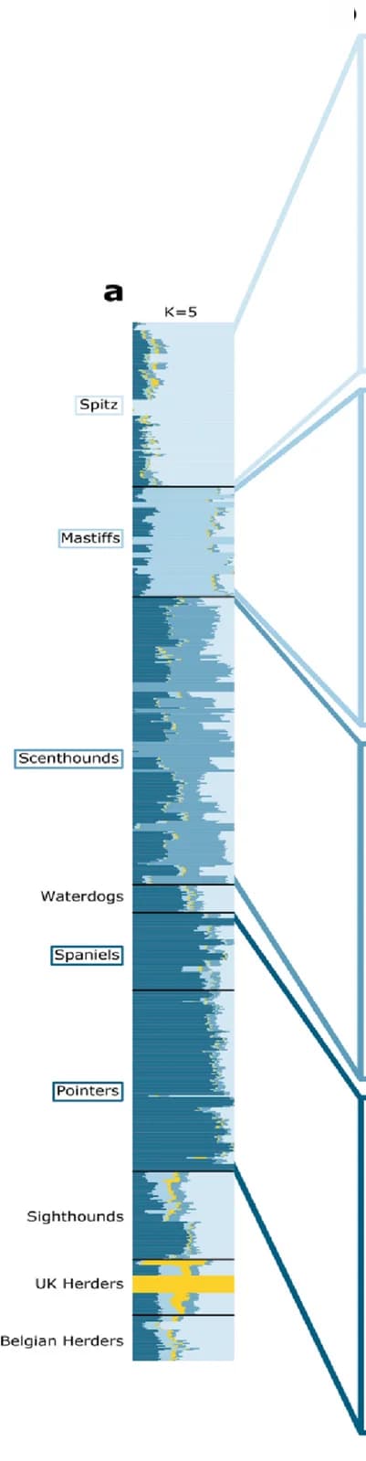 Open access visualization of Sankey, Bar Plot, Manhattan plots, Ancestral components, Genes