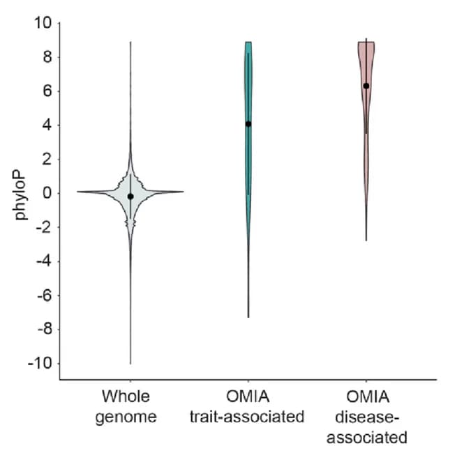 Open access visualization of Violin Plot, Constrained Bases, OMIA Trait, Disease Sets, Genome