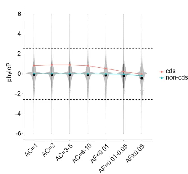 Open access visualization of Violin Plot, Line Plot, Allele Count, Allele Frequency, phyloP Score