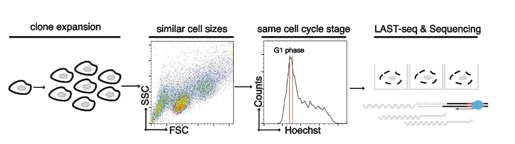 Open access visualization of Workflow, Scatter Plot, Line Plot, Curve Fitting, Transcriptional Burst