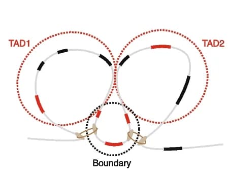 Open access visualization of Illustration, Workflow, Genes, TADs, TAD Boundaries