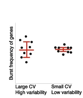 Open access visualization of Scatter Plot, Error Bars, Burst Frequency, Genes, Coefficient of Variation
