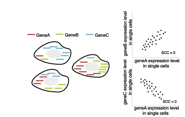 Open access visualization of Scatter Plot, Illustration, RNA Level, Single Cells, Spearman's Rank Correlation Coefficient