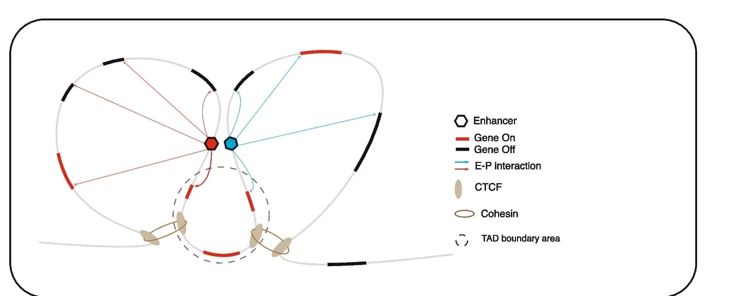 Open access visualization of Illustration, Burst Frequency, TADs, Transcription
